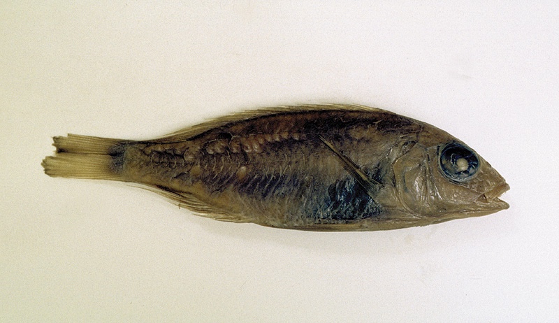 Aulonocara trematocephalum